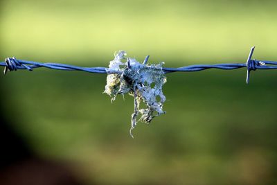 Close-up of fabric on barbed wire