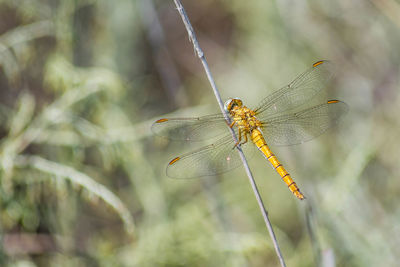 Close-up of dragonfly on twig