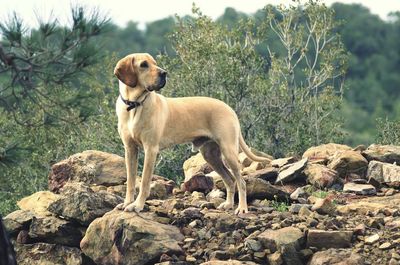 Dog on rock against sky