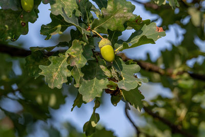 Low angle view of berries growing on tree