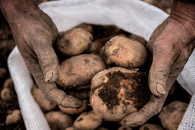 Close-up of hand holding potatoes over sack