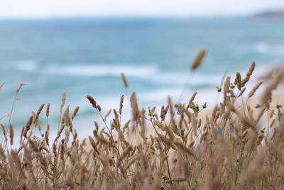 Close-up of plants growing in sea against sky