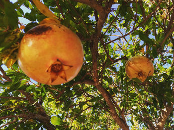 Low angle view of trees