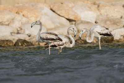 Birds in water