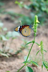 Close-up of butterfly perching on plant