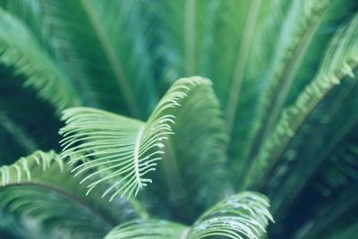 Close-up of fern leaves