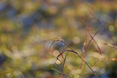 Close-up of plants growing on land