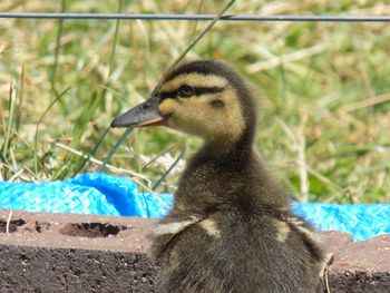 Close-up of a bird on land