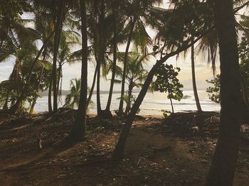 Trees in forest