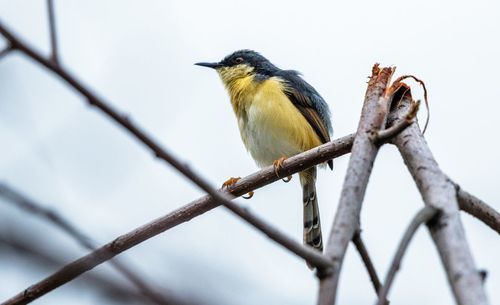 Low angle view of bird perching on branch