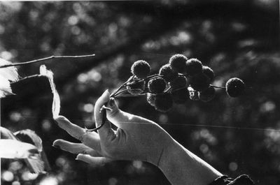 Cropped hand of woman holding plant