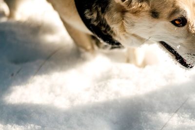 Close-up of dog