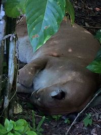 Close-up of turtle