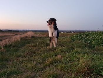 Dog standing on field during sunset