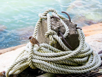 Sparrow on rope at harbor