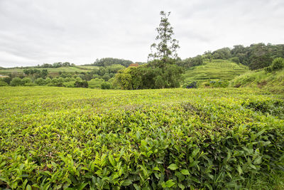 Scenic view of agricultural field against sky
