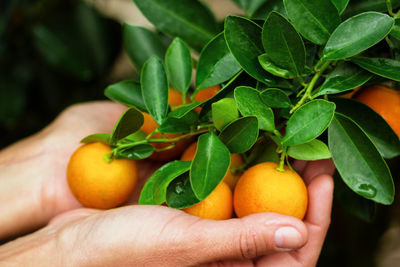 Close-up of human hands holding orange hanging from fruit tree