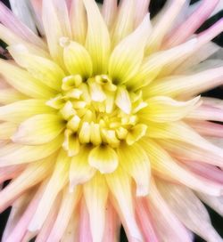 Full frame shot of yellow chrysanthemum