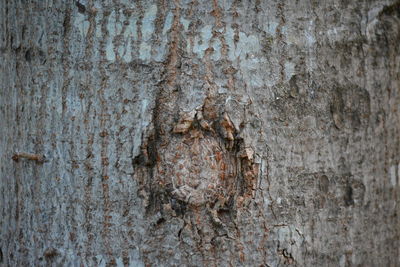 Full frame shot of old weathered door