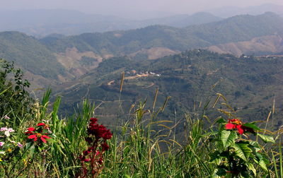 Scenic view of poppy flowers against mountain range