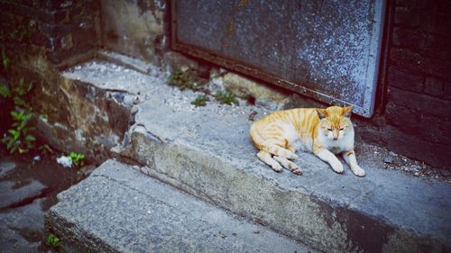 Cat in rain