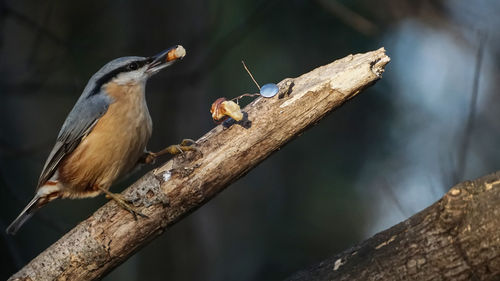 Close-up of birds perching on branch