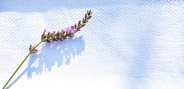 Close-up of purple flowering plant