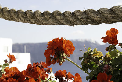 Close-up of orange flowering plant against sky