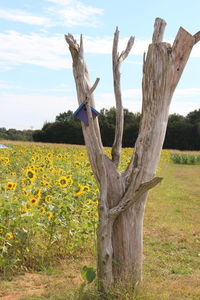 Scenic view of wooden fence on field against sky