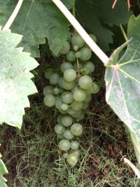 Close-up of fruit growing on tree