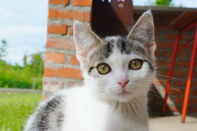 Close-up portrait of cat against white wall