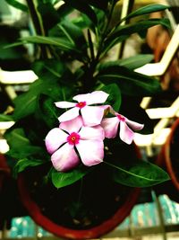 Close-up of pink flowers