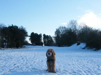 Dog in snow against sky