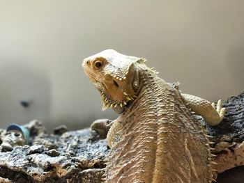 Close-up of lizard