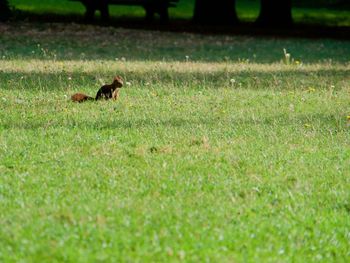 Ducks on grassy field