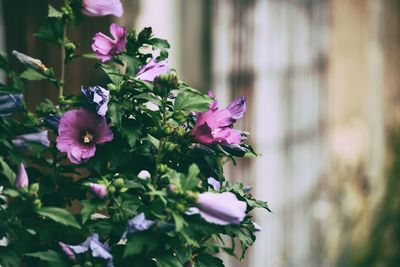 Close-up of pink flowering plant