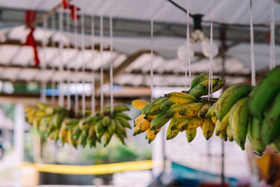 Fruit stall with hanging bananas. colorful and yellow banana bunch. healthy food, lunch, snack.
