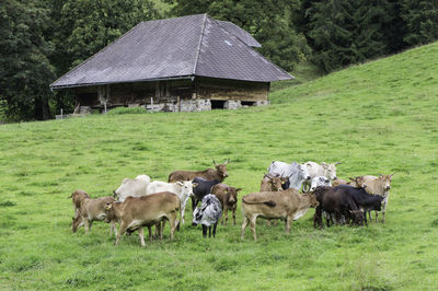 View of sheep on grassy field