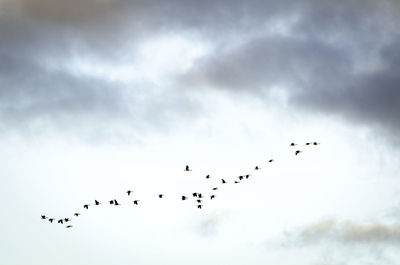 Low angle view of silhouette birds flying against sky