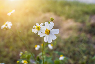 Close-up of white daisy flower on field