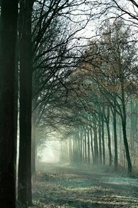 Bare trees in forest