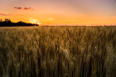 Crops growing in field against sky during sunset