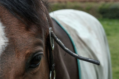 Close-up of horse on field