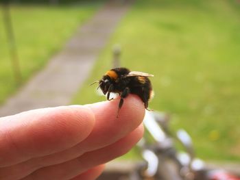 Cropped hand of person holding humblebee