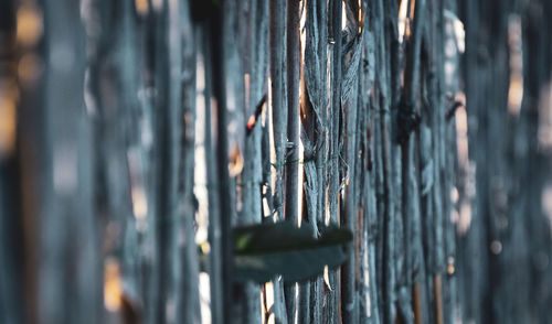 Reed fence in the early morning lights