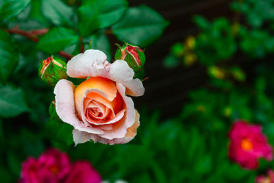 Close-up of rose growing on plant