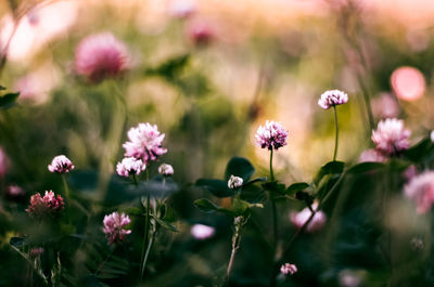Close-up of pink flowers blooming outdoors