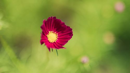 Close-up of pink flower