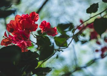 Close-up of red flowering plant