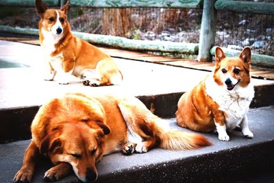 View of dogs relaxing outdoors